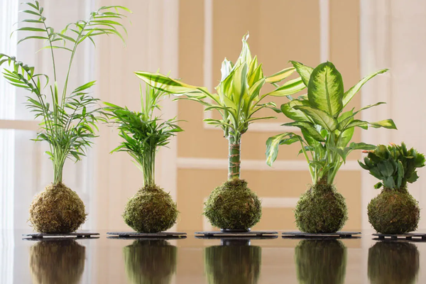 kokedama.png